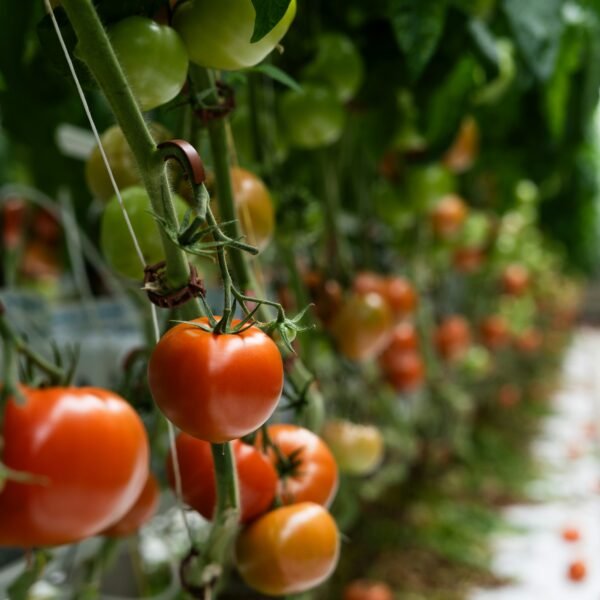 Farm Consultation — Basic Soil & Crop Assessment